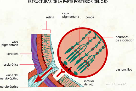 Estructuras de la parte posterior del ojo (Diccionario visual)